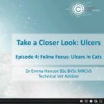 Uncomplicating Corneal Ulcers - Episode 4 - Corneal ulcers in cats