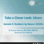 Uncomplicating Corneal Ulcers - Episode 3 - SCCEDs