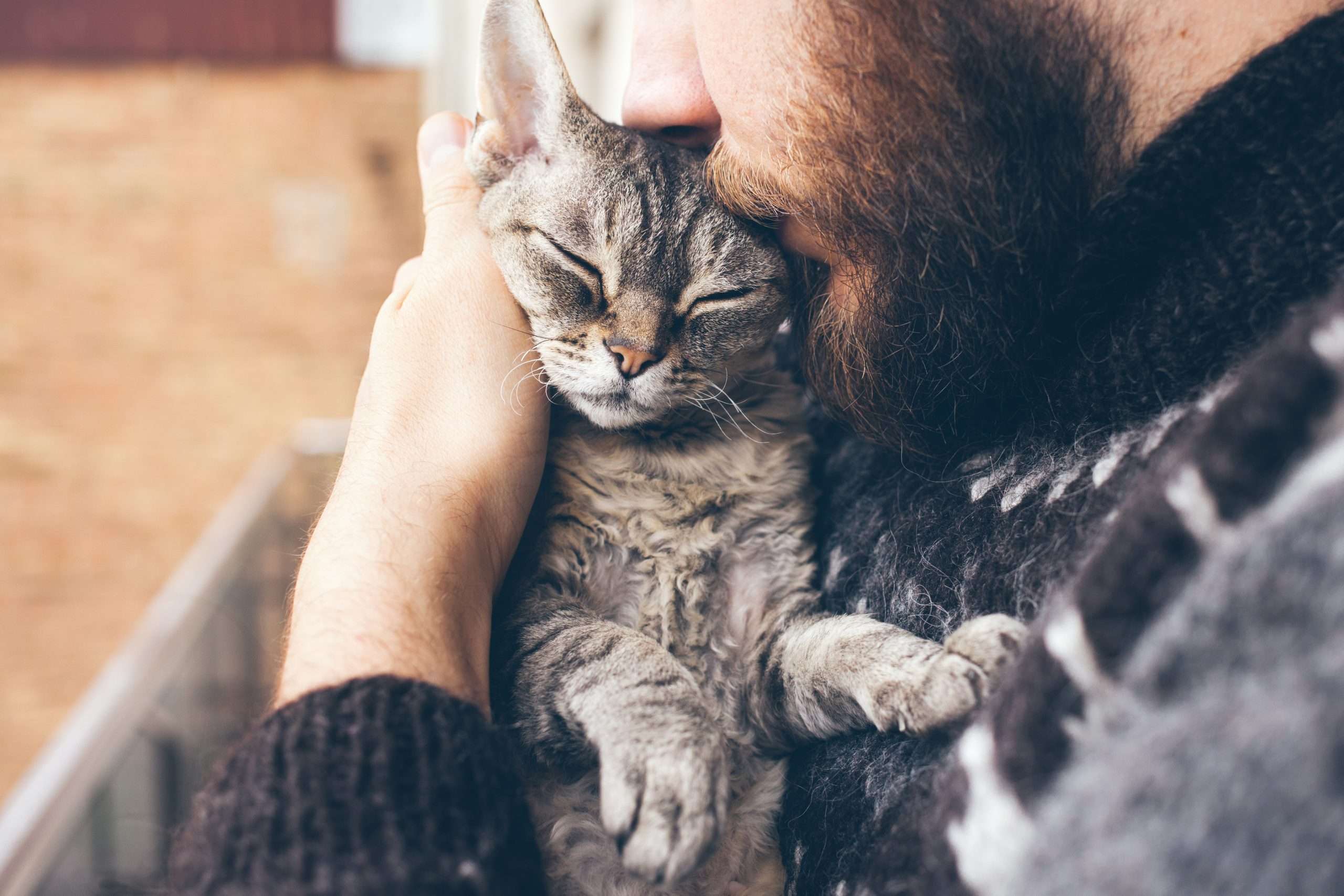 Contented cat being cradled by owner