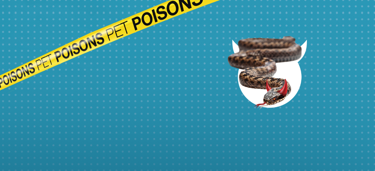 Pet dangers header pet poisons - Adders