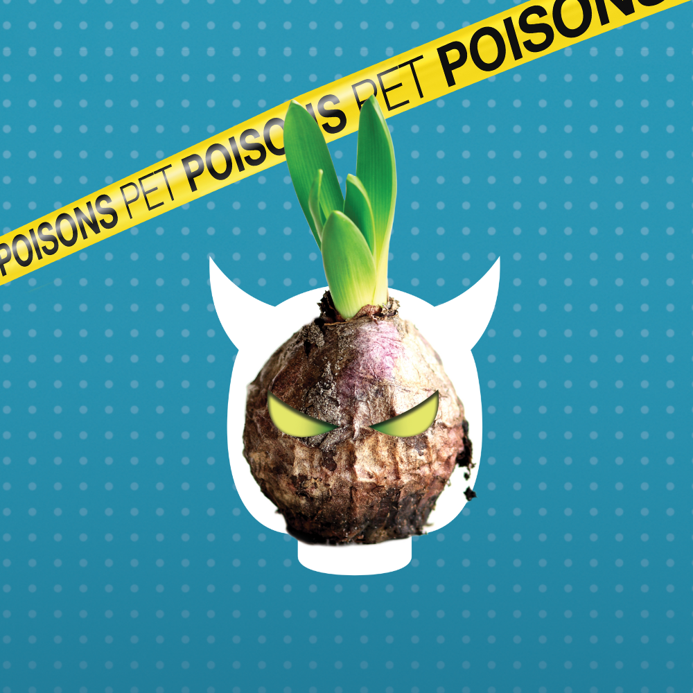 Pet dangers pet poisons - Bulbs