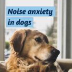 Domes Pharma - An owners guide to noise anxiety