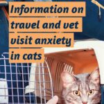 Domes Pharma - An owners guide to vet visit and travel anxiety in cats