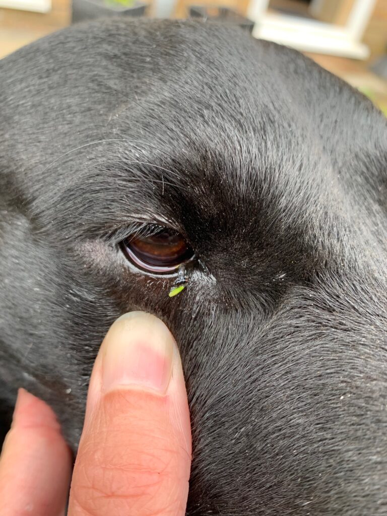 Grass seeds injury grass seed in dogs eye