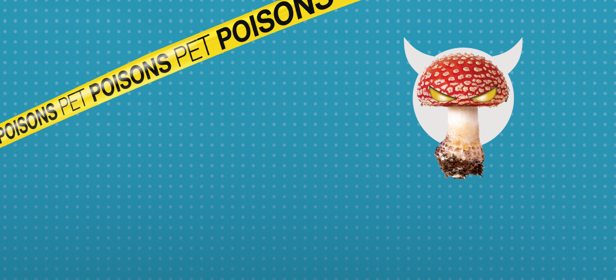 Pet dangers header pet poisons - Mushrooms