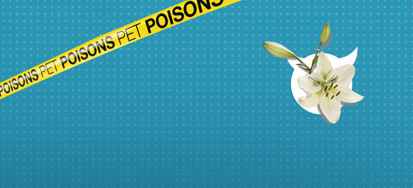 Pet dangers - pet poisons - page header - Lily