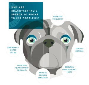 Brachycephalic breeds - eye problems