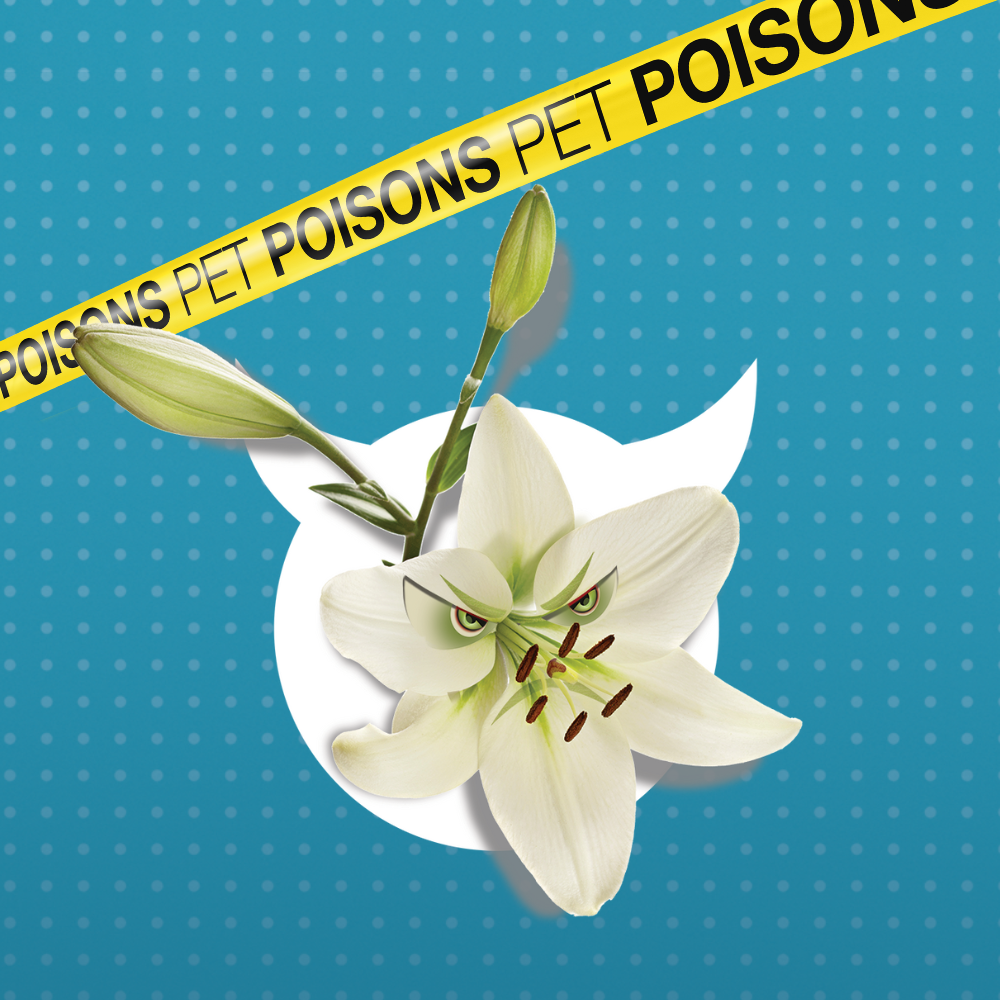 Pet dangers pet poisons - Lilies