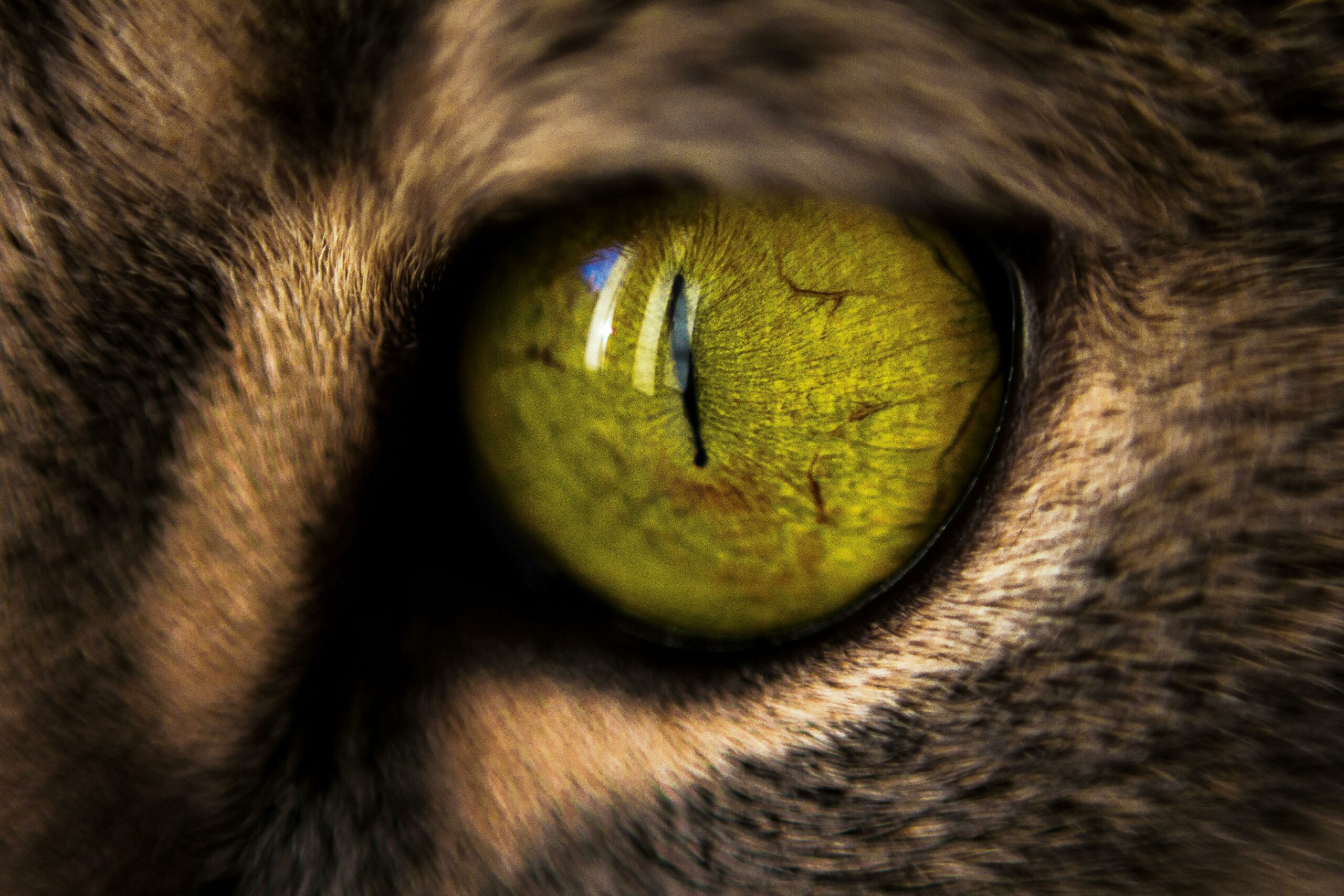 Cat eye closeup for cat eye health awareness