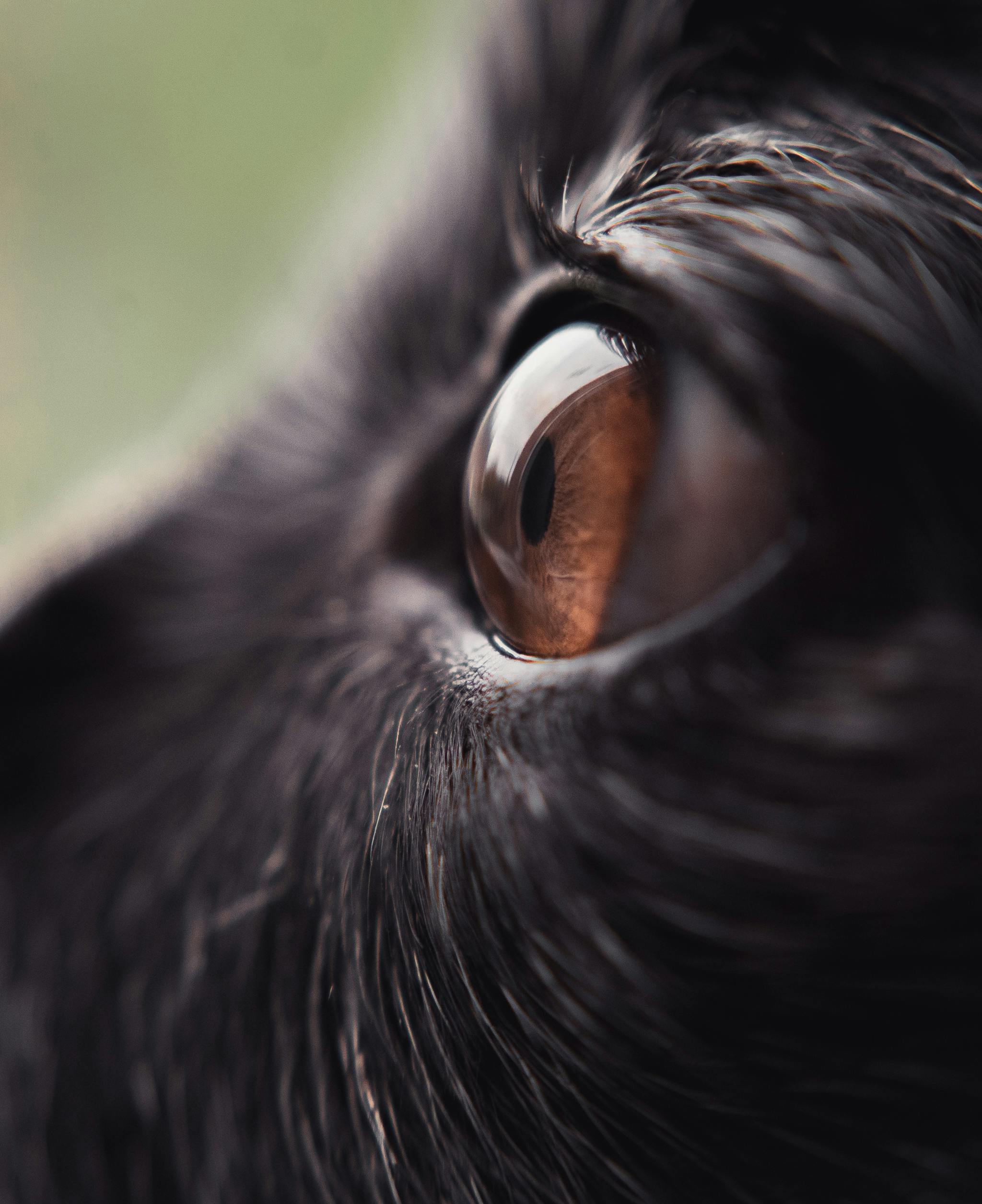 Close up of a dog eye