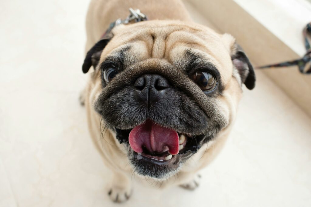 Brachycephalic pug dog