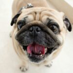 Brachycephalic pug dog