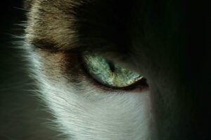 Cats eye close up for cat eye health