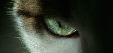 Cats eye close up for cat eye health