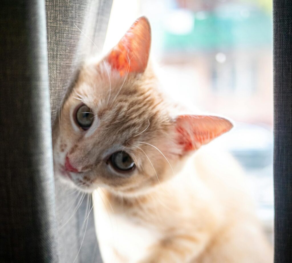 Sad cat photo