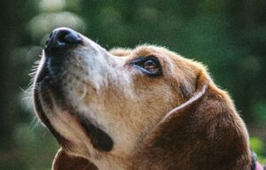 Dog with healthy eyes looking upwards