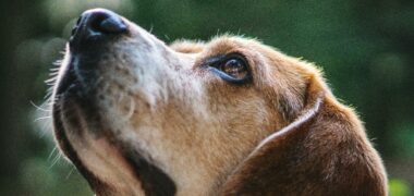 Dog with healthy eyes looking upwards