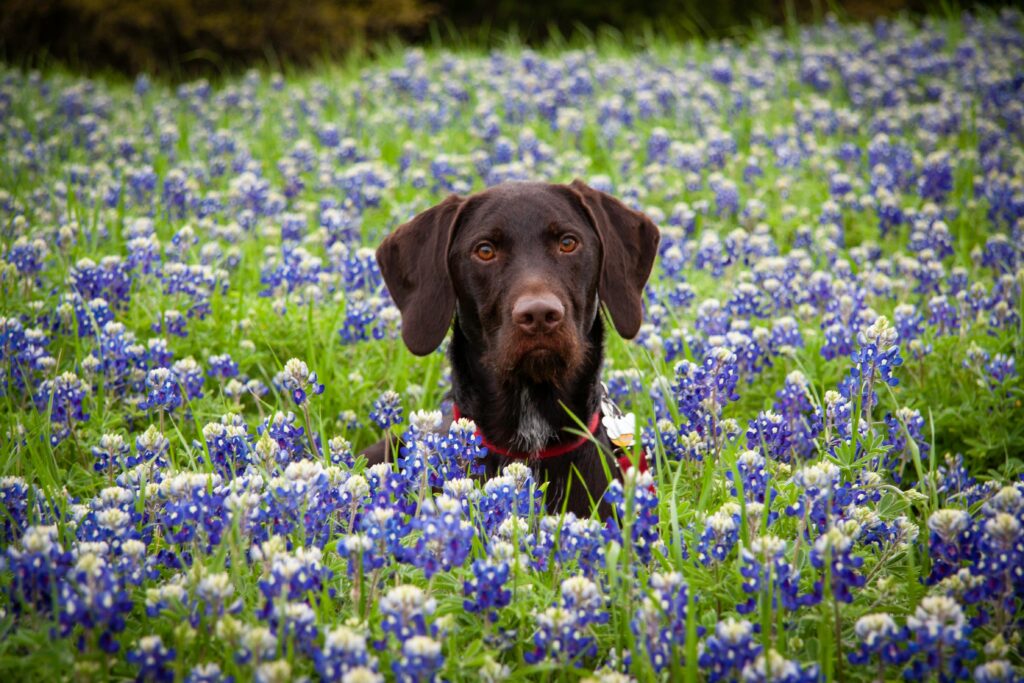 Dog with hayfever in field of flowers