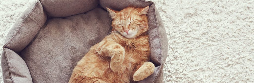 Contented healthy cat sleeping in his bed